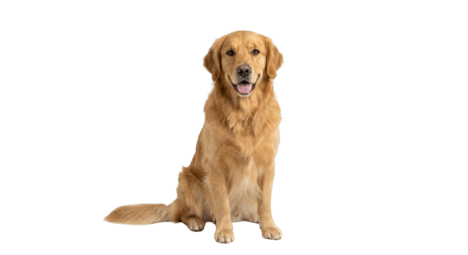 Adult Dog