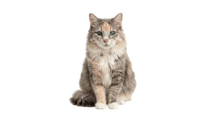 Senior Cat