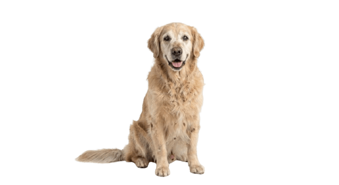 Senior Dog